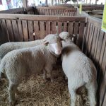 Állattenyésztési kiállítás és vásár (50)