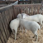 Állattenyésztési kiállítás és vásár (51)