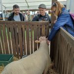 Állattenyésztési kiállítás és vásár (52)