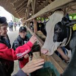 Állattenyésztési kiállítás és vásár (58)