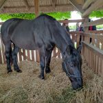 Állattenyésztési kiállítás és vásár (6)