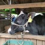 Állattenyésztési kiállítás és vásár (60)