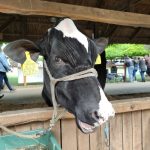 Állattenyésztési kiállítás és vásár (61)