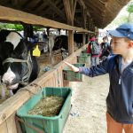 Állattenyésztési kiállítás és vásár (62)