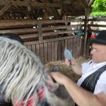 Állattenyésztési kiállítás és vásár (63)