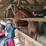 Állattenyésztési kiállítás és vásár (64)