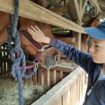 Állattenyésztési kiállítás és vásár (66)