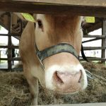 Állattenyésztési kiállítás és vásár (68)