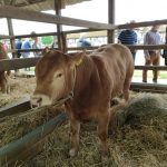 Állattenyésztési kiállítás és vásár (70)