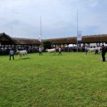 Állattenyésztési kiállítás és vásár (72)