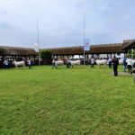 Állattenyésztési kiállítás és vásár (73)