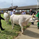 Állattenyésztési kiállítás és vásár (76)