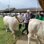 Állattenyésztési kiállítás és vásár (77)