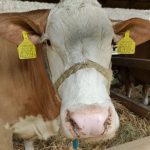 Állattenyésztési kiállítás és vásár (78)