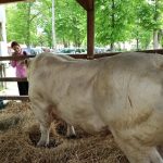 Állattenyésztési kiállítás és vásár (79)