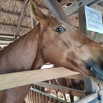 Állattenyésztési kiállítás és vásár (8)