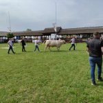 Állattenyésztési kiállítás és vásár (80)