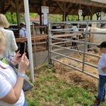 Állattenyésztési kiállítás és vásár (81)