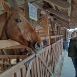 Állattenyésztési kiállítás és vásár (9)