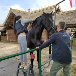 Állattenyésztési kiállítás és vásár (90)