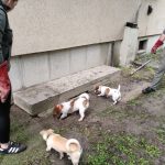 patkányirtás szabadság tér (31)