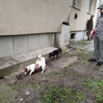 patkányirtás szabadság tér (32)