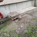 patkányirtás szabadság tér (38)