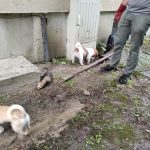 patkányirtás szabadság tér (49)