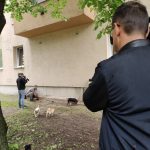 patkányirtás szabadság tér (52)