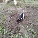 patkányirtás szabadság tér (59)