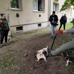 patkányirtás szabadság tér (64)