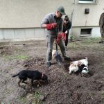 patkányirtás szabadság tér (66)