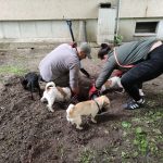 patkányirtás szabadság tér (67)