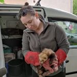 patkányirtás szabadság tér (7)