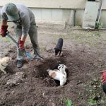 patkányirtás szabadság tér (70)