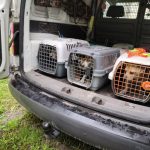 patkányirtás szabadság tér (9)