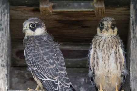 Az utolsó kék vércsék is elhagyták a Dél-Alföldet