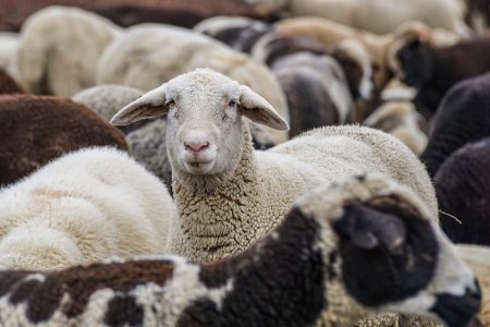 Birkákat gázolt a vonat a gondatlan gazda miatt