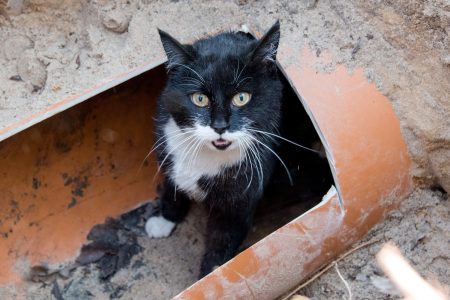 Csatornába szorult kismacskát mentettek a tűzoltók