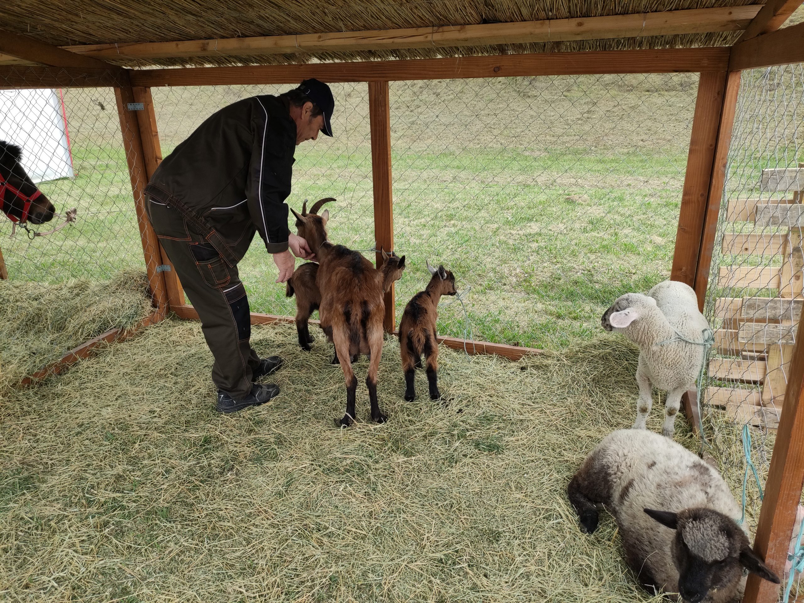 állattenyésztési napok megnyitó (147)