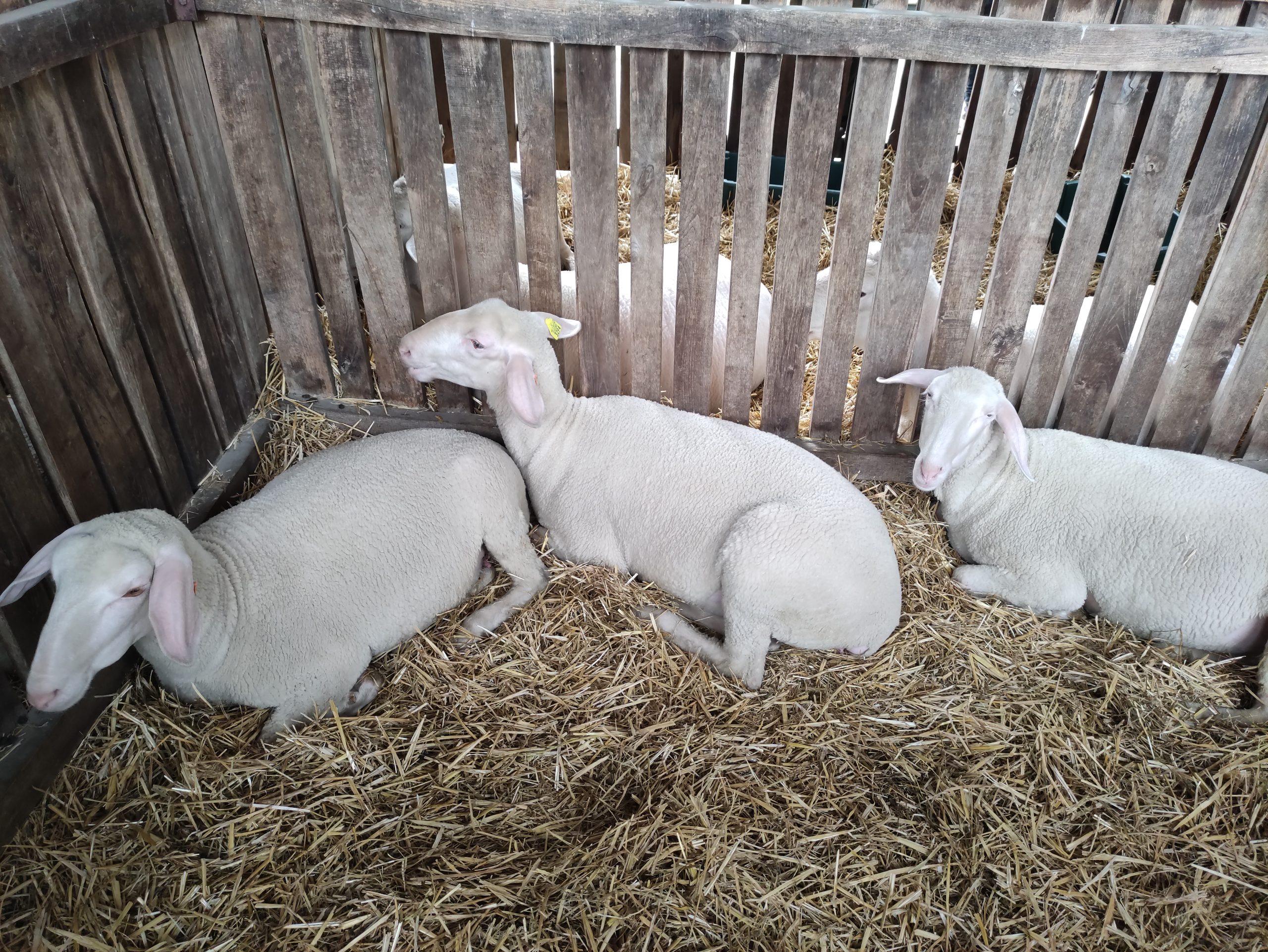 állattenyésztési napok megnyitó (92)