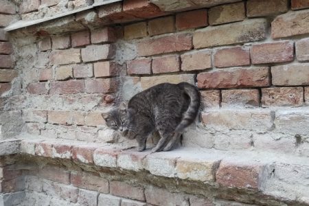 Ablakpárkányon sütkérezik egy vásárhelyi cica