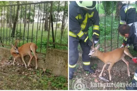 Drótkerítésbe szorult őzet mentettek a tűzoltók
