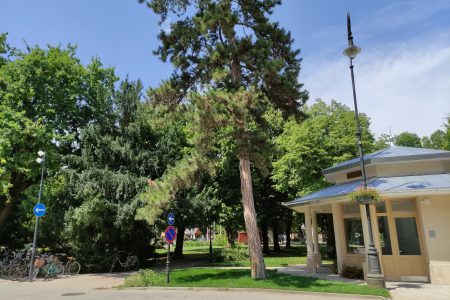 Festői fái és fasorai szépítik meg Vásárhelyt