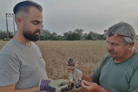 Fiatal vércséket gyűrűztek a Téglagyári tanösvénynél