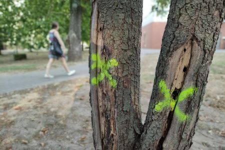 De miért jelöltek meg X-szel egyes népkerti fákat?
