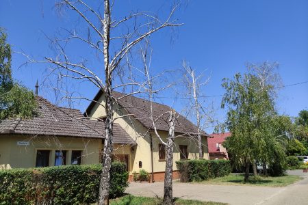 A forróság gyilkolja a vásárhelyi fákat