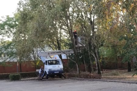 Kivágják a veszélyes fákat a Népkertben