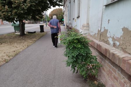 A jegenyefák Vásárhelyen sem nőnek az égig!…