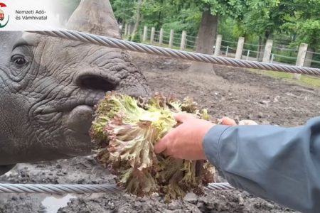 A szegedi vadaspark lakói lakmározhattak a NAV által elkobzott 4 tonna zöldségből – videóval